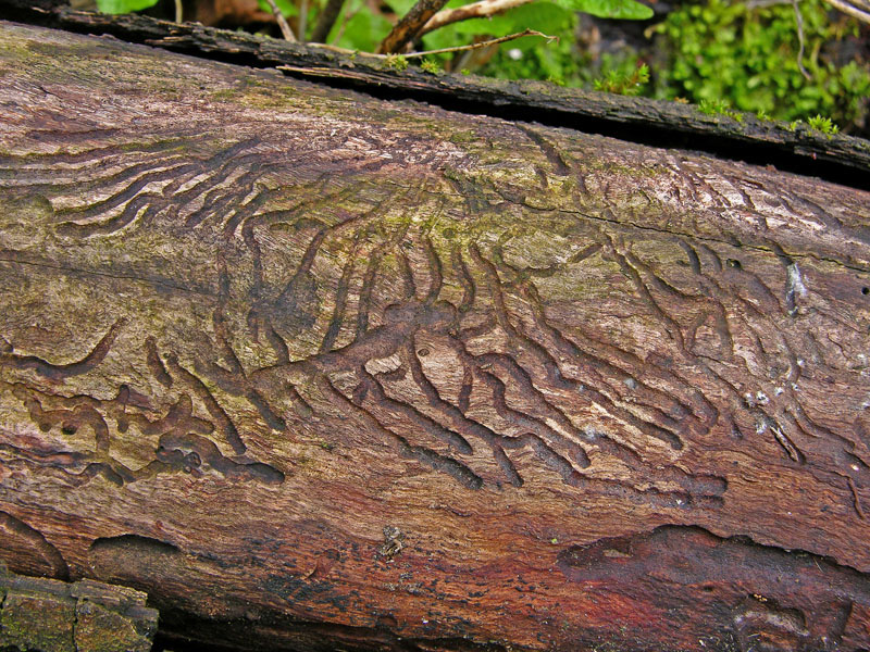 Ritrovamenti sabato 31.